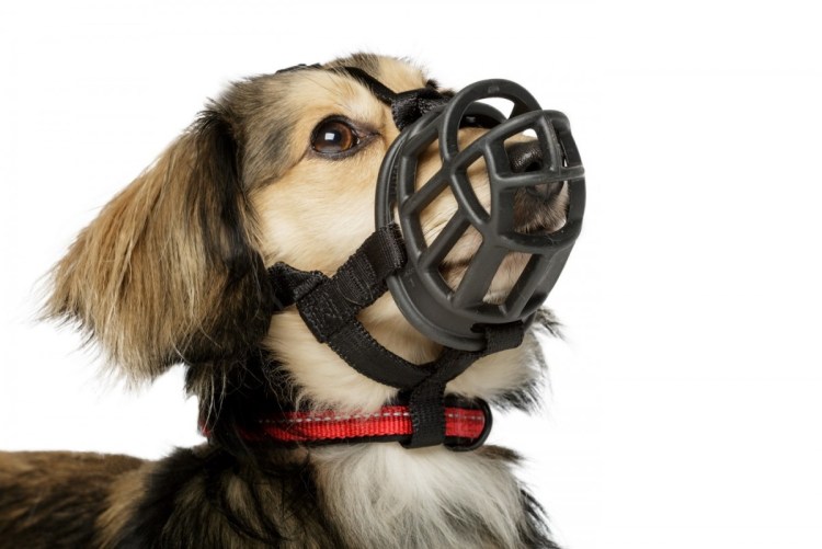 Намордник для мелких пород собак