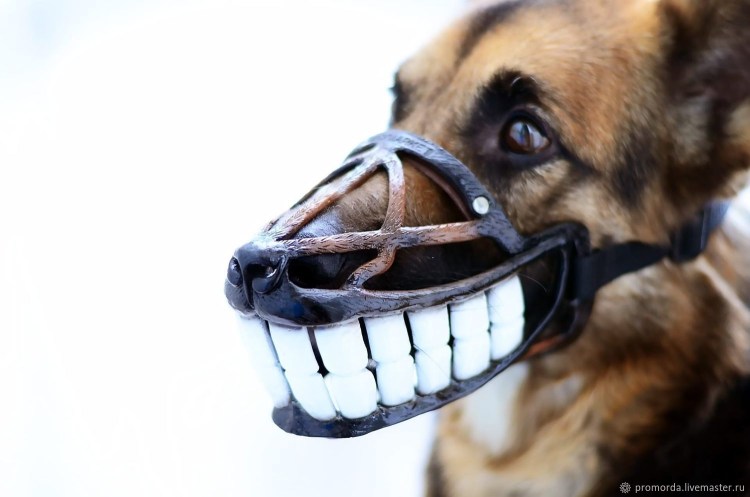 Намордник для померанского шпица