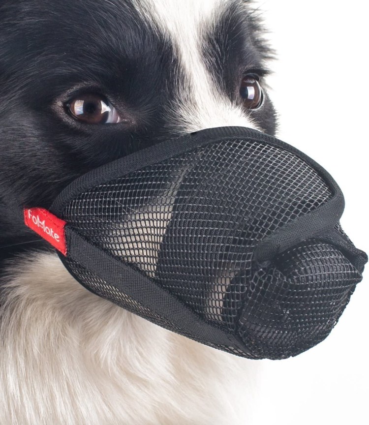 Намордник для Джек Рассела