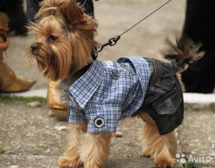 Намордник Бейна для собак