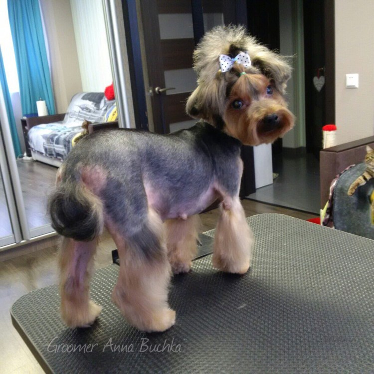 Стрижка ушей у Йорка