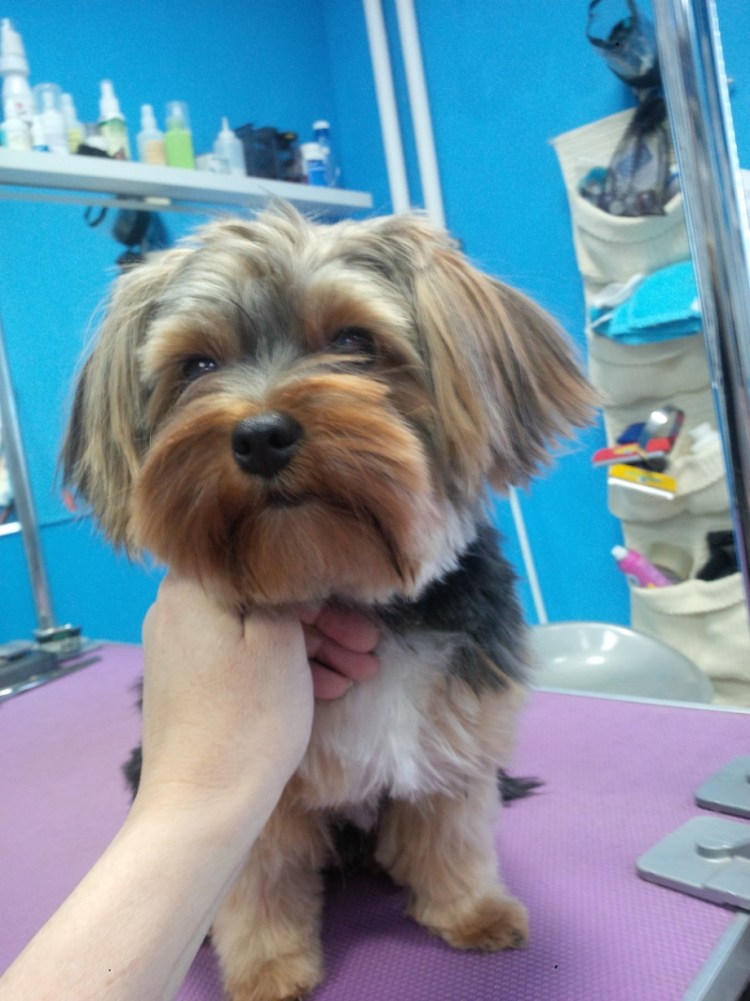 Вислоухий Йорк стандарт