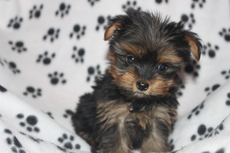 Йоркширский терьер Смоки