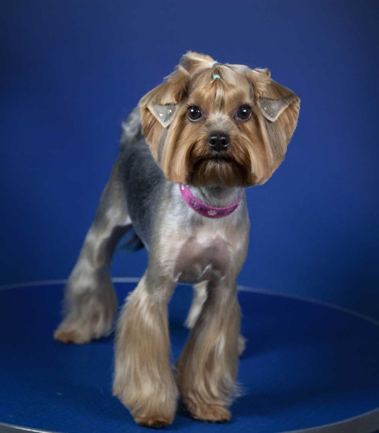 Йоркширский терьер с висячими ушами