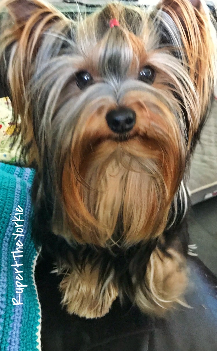 Нестриженный Йоркширский терьер