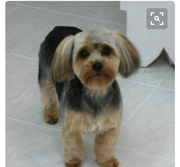 Бивер-Йоркширский терьер с висячими ушами