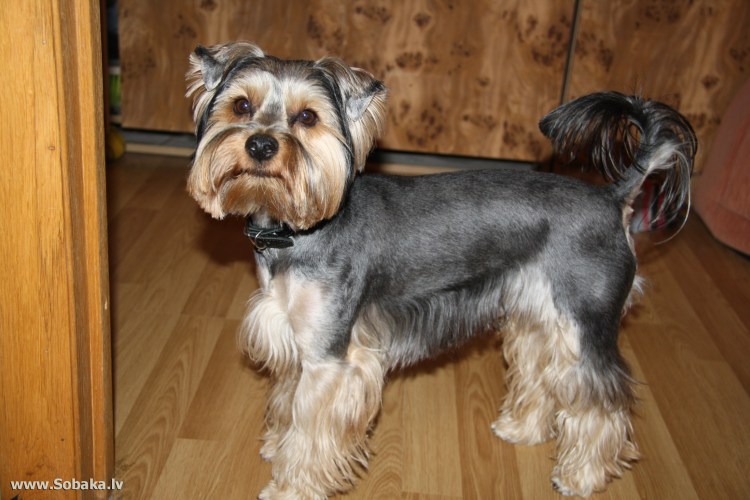 Йоркширский терьер большой стандарт