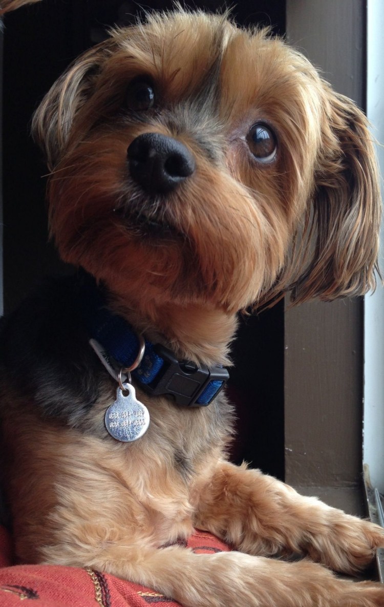 Йоркширский терьер мини