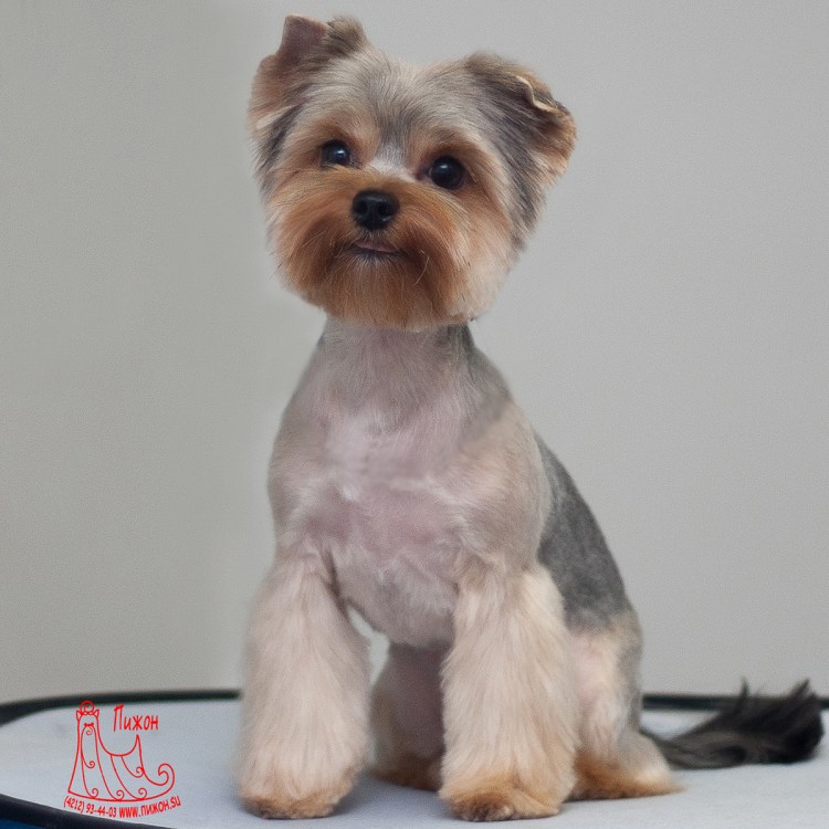 Стрижки йоркширского терьера мальчика