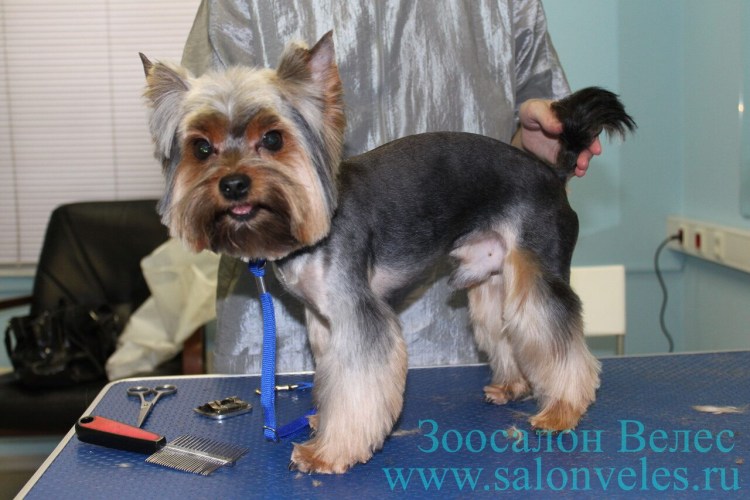 Стрижка Йорка мальчика с кисточками