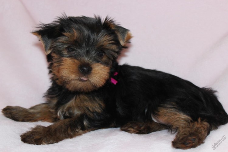 Щенка йоркширского терьера Битнер