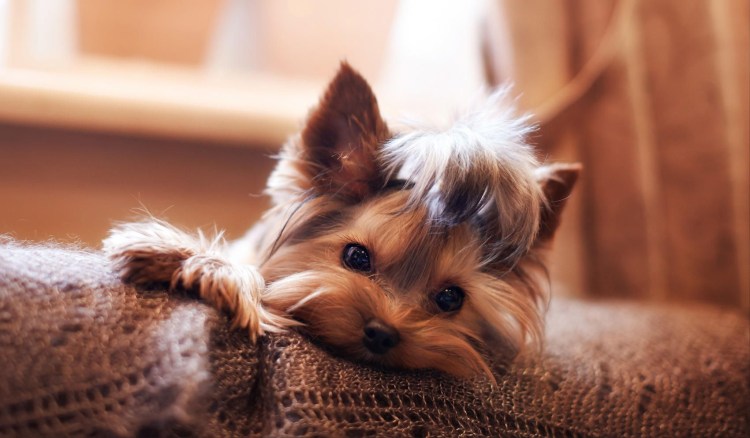 Маленькая собачка красиво идет