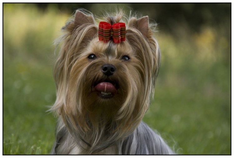 Йоркширский терьер с лежачими ушами