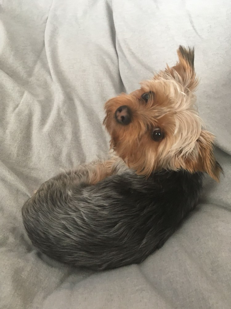 Жесткошерстный Йоркширский терьер