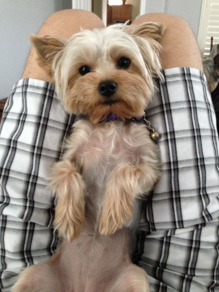 Нестриженный Йоркширский терьер