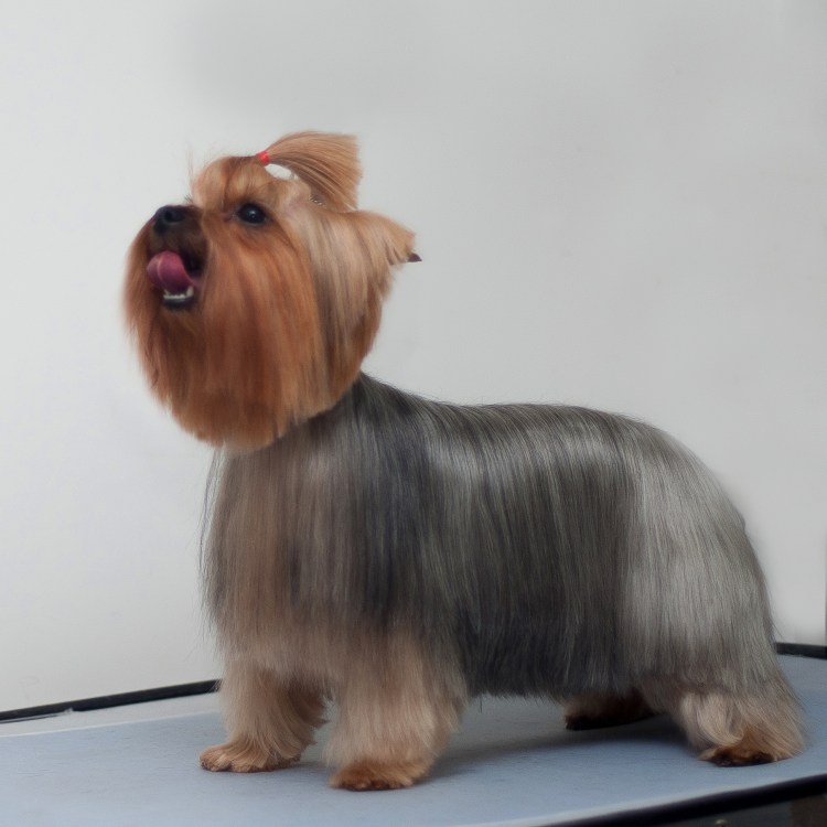 Йоркширский терьер стрижка каре