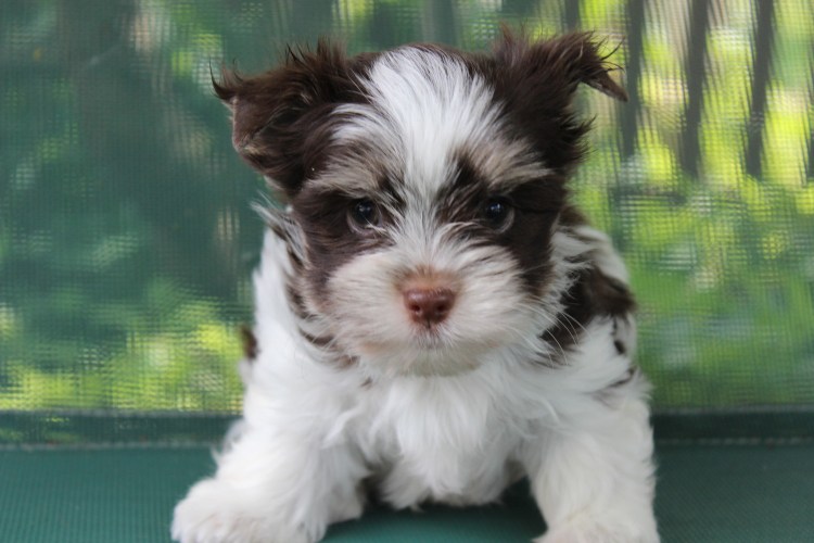 Биро терьер