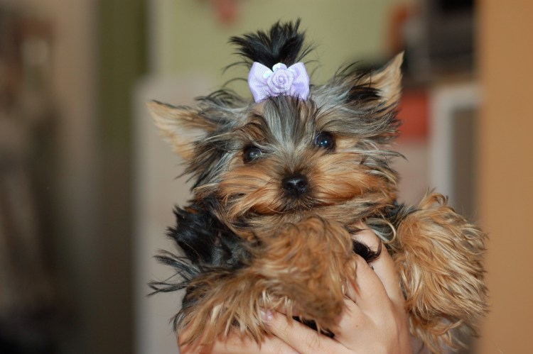 Ушки йоркширского терьера