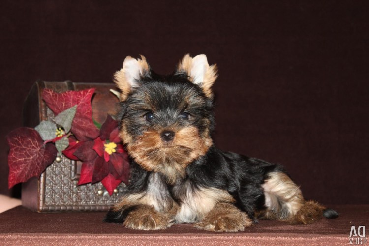 Ушки йоркширского терьера