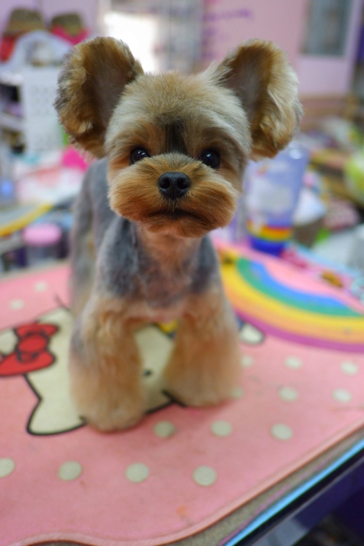 Стрижка Йорка Беби фейс