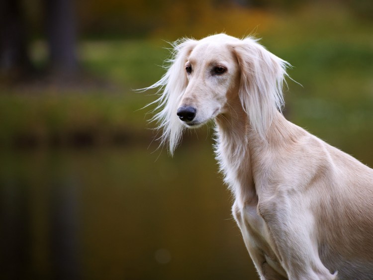 Порода собаки салюки дог