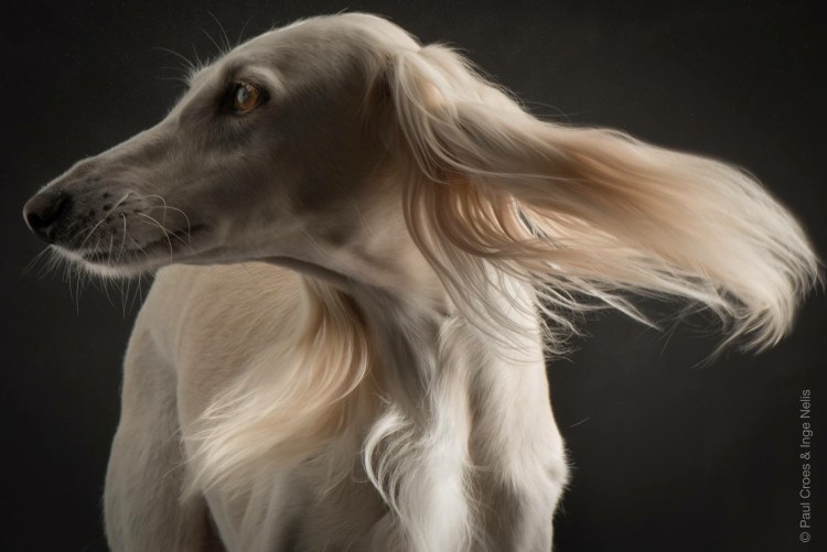 Борзая салюки пушистая