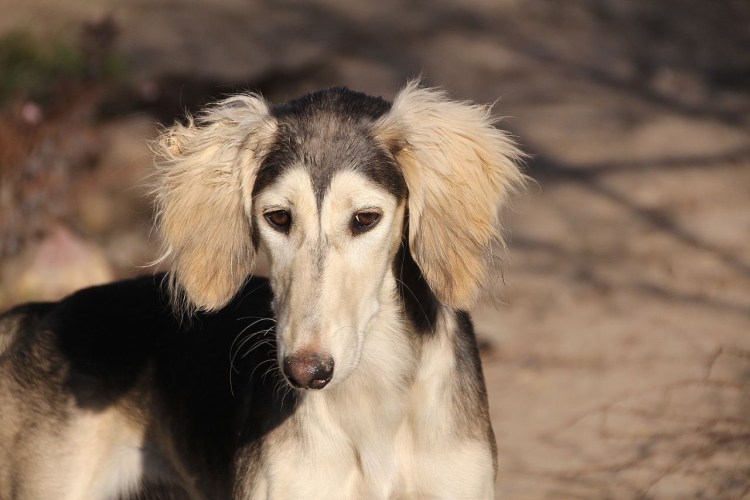 Белая салюки с длинными ушами