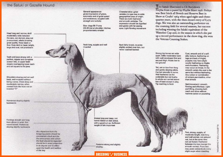 Салюки стандарт породы FCI