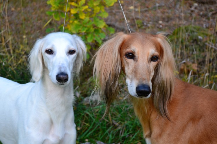 Салюки Гризли