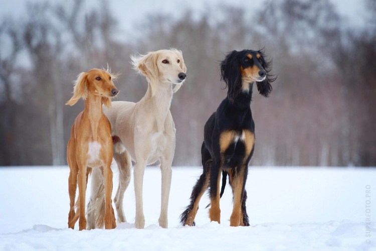 Салюки арабская борзая
