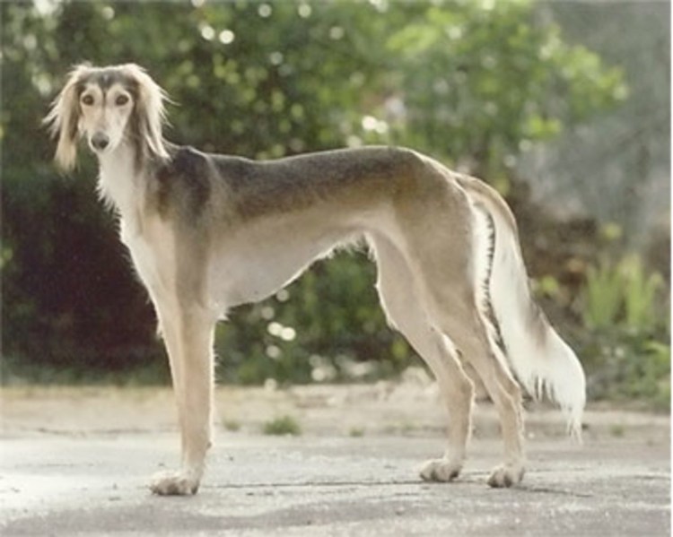 Салюки Гризли