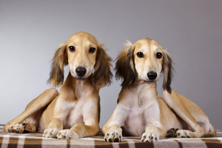 Борзая порода салюки