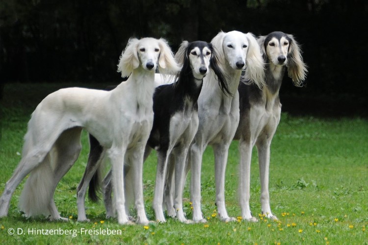 Афганская борзая и салюки