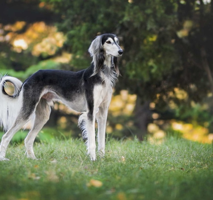 Салюки короткошерстная
