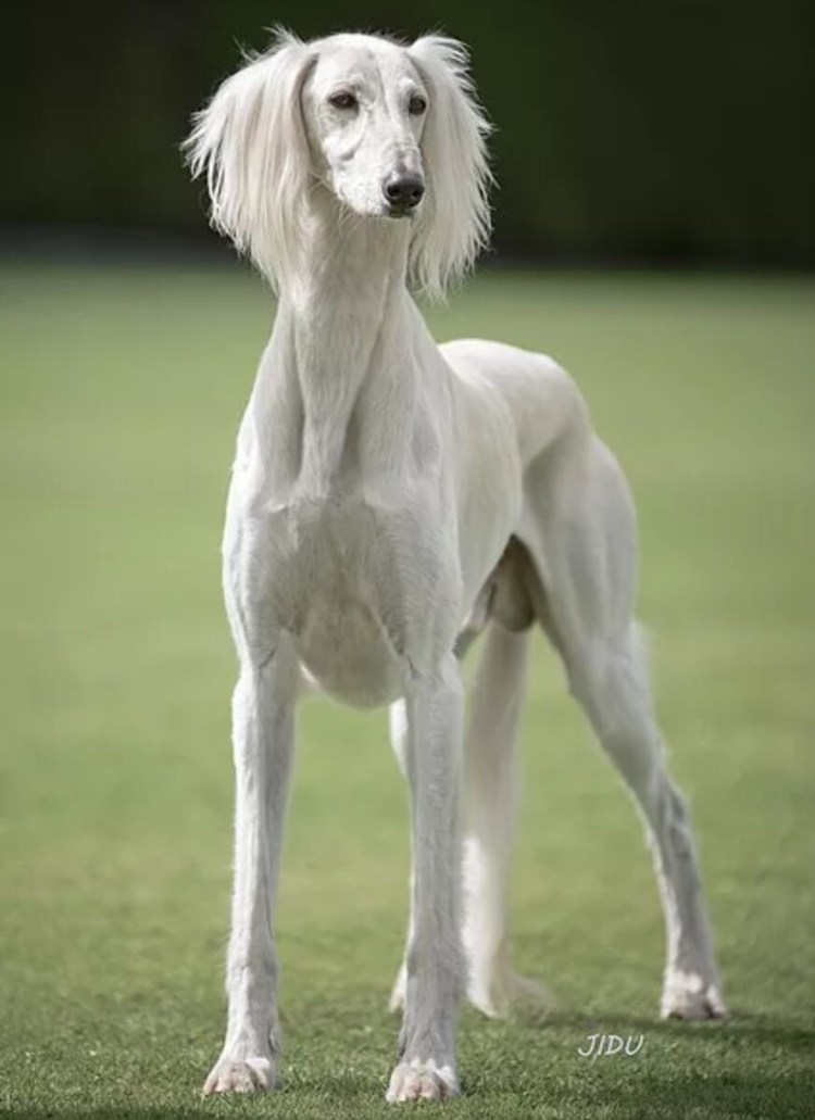 Салюки порода собак