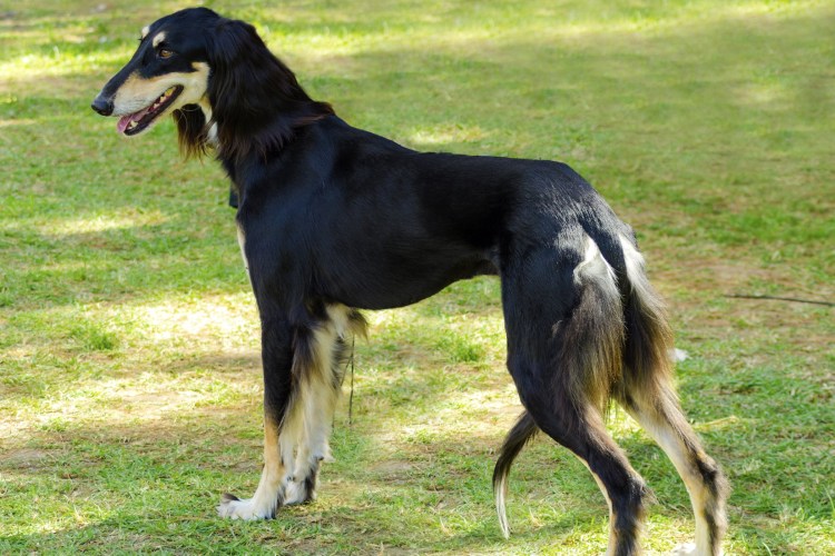 Салюки черно-подпалый