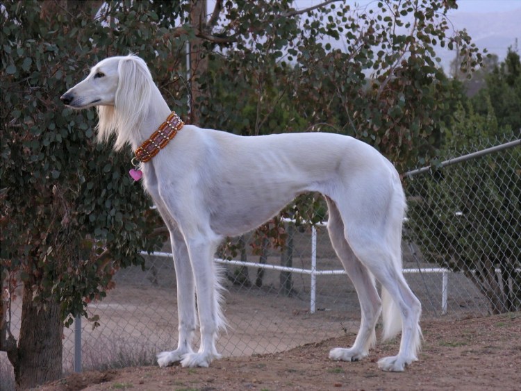 Гончая салюки белая