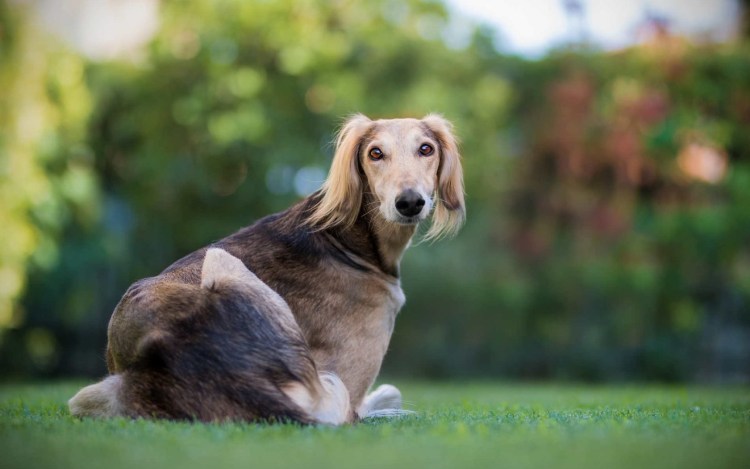 Собака Азавак лежащей на диване.
