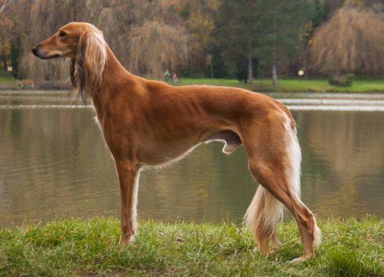 Салюки порода собак