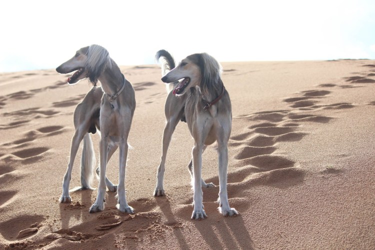 Салюки борзая длинношерстная