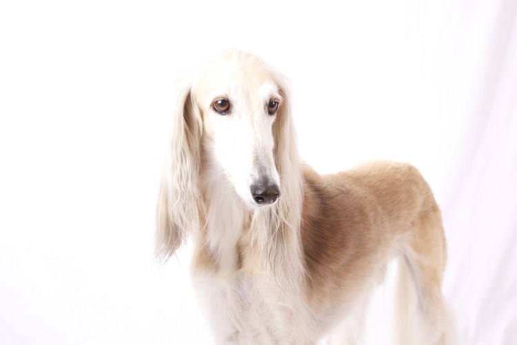 Салюки – самая древняя порода собак