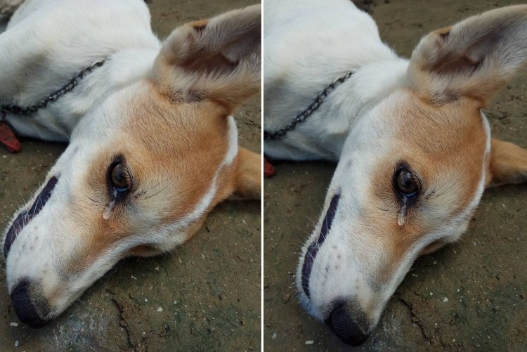 Смерть домашнего питомца