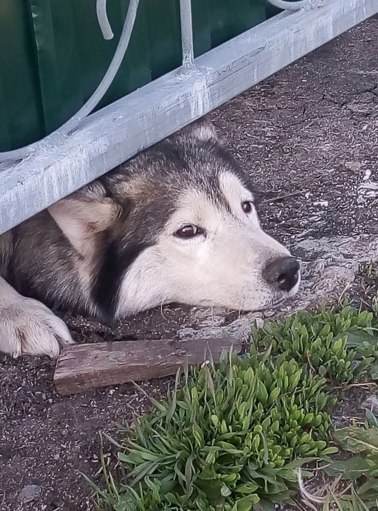 Лежачая собака рисунок