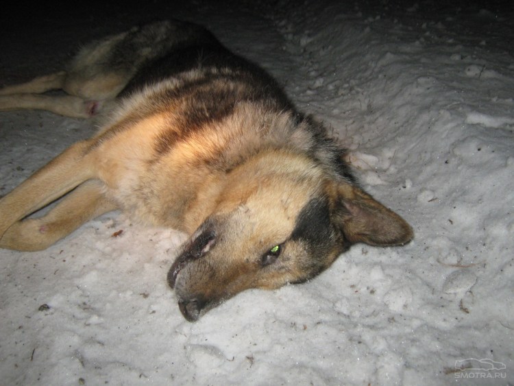 Выброшенные на улицу собаки