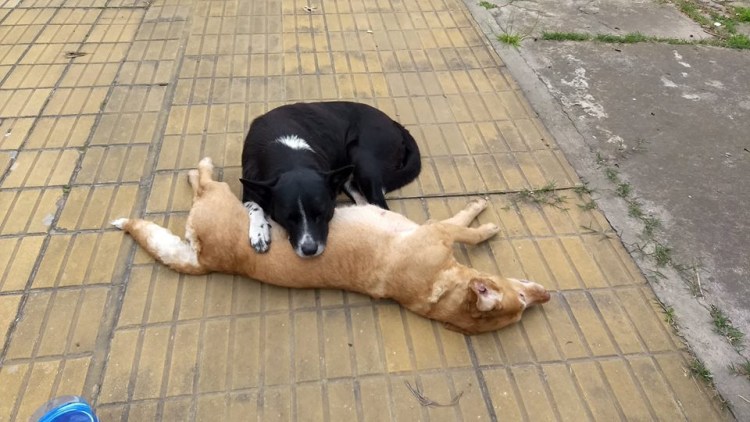 Стихи про бездомных животных