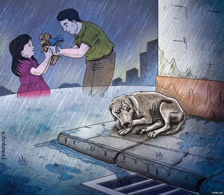 Пес сердечный к собаке