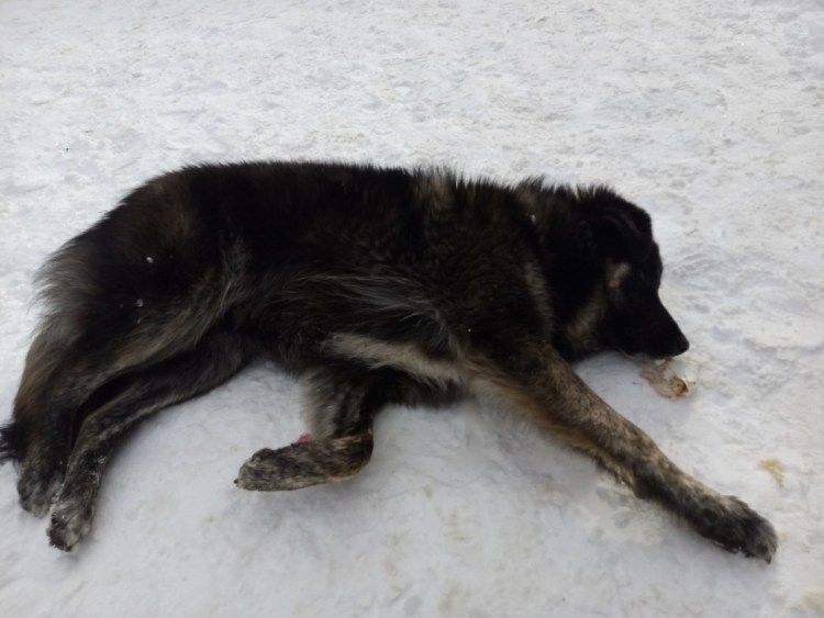 Собаки в Якутии замерзают