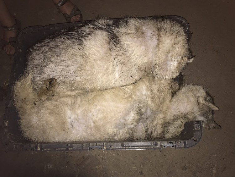 Собака Тимон Аэрофлот