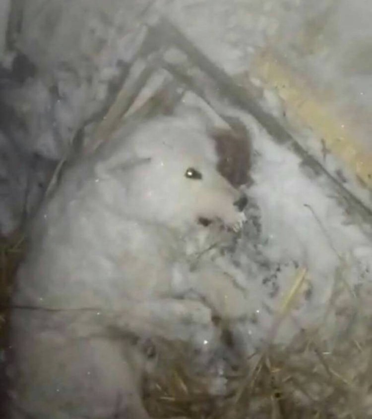 Ретривер дох