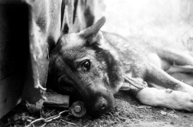 Собаки и умирающие хозяева